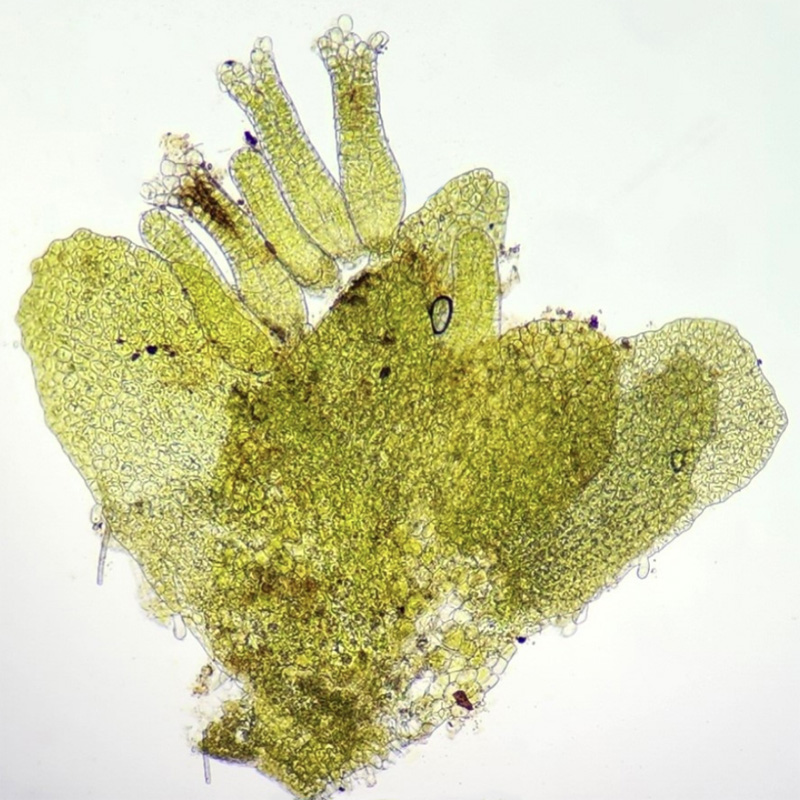 Porella pinnata